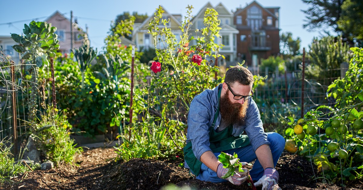 Działkowcy stają do walki o swoje ogródki. Rządowe plany mogą pozbawić ich ziemi