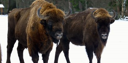 To największe stado żubrów od pokoleń. Niesamowity widok w Białowieży!