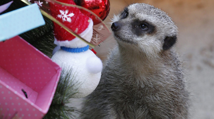 A kis rágcsáló nagyon kíváncsi volt a feldíszített karácsonyfára / Fotó: MTI