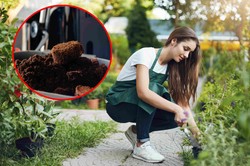 Nie wyrzucaj do kosza! Pomogą w ogrodzie i w domu, a nawet zrobisz z nich peeling do ciała