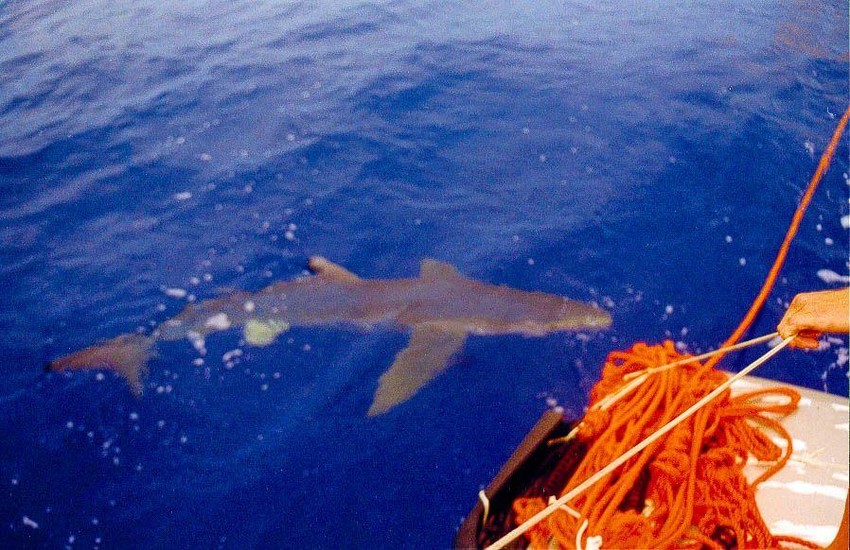 Obojicu je potresao prizor ajkule Seeing a shark shook the two men. | Foto: Autonauti