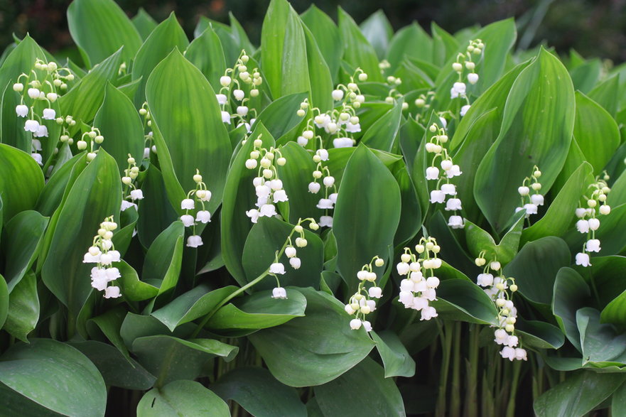Konwalie to jedne z najbardziej rozpoznawalnych roślin - helenedevun/stock.adobe.com