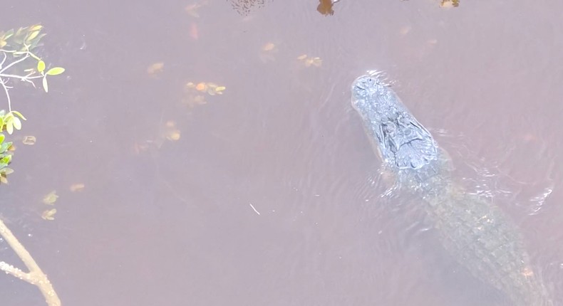 Rain or shine, it's common for Floridians to brush up against gators.Collier County Sheriff's Office