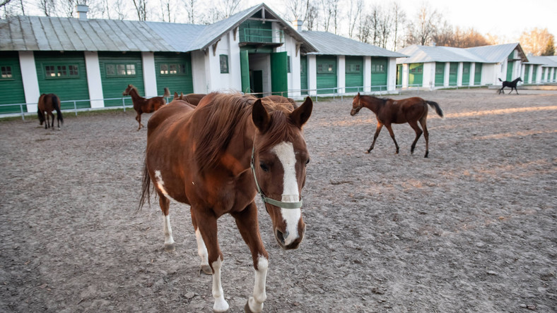 Janow Podlaski Stadnina Zanotowala Strate W 2018 Roku Zle Warunki Sanitarne Wiadomosci