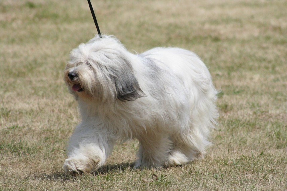 English Sheepdog, Adopt Me! Wiki