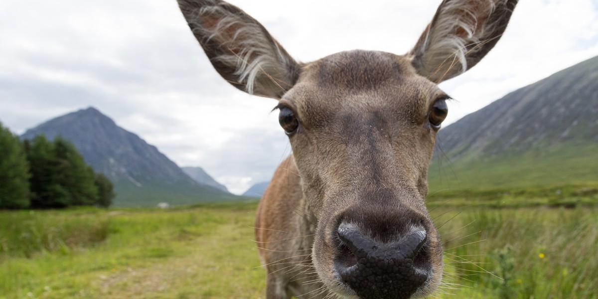 Koronawirus w Polsce. Dzika przyroda odradza się dzięki epidemii - Podróże