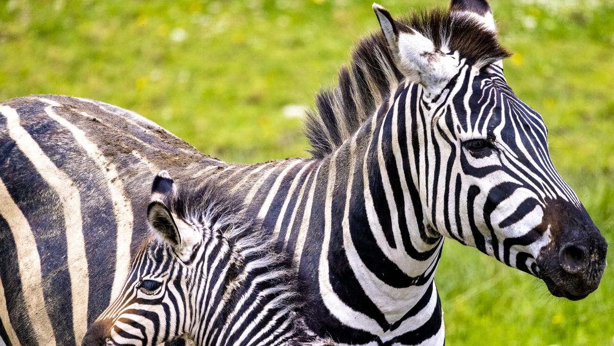 Zebra