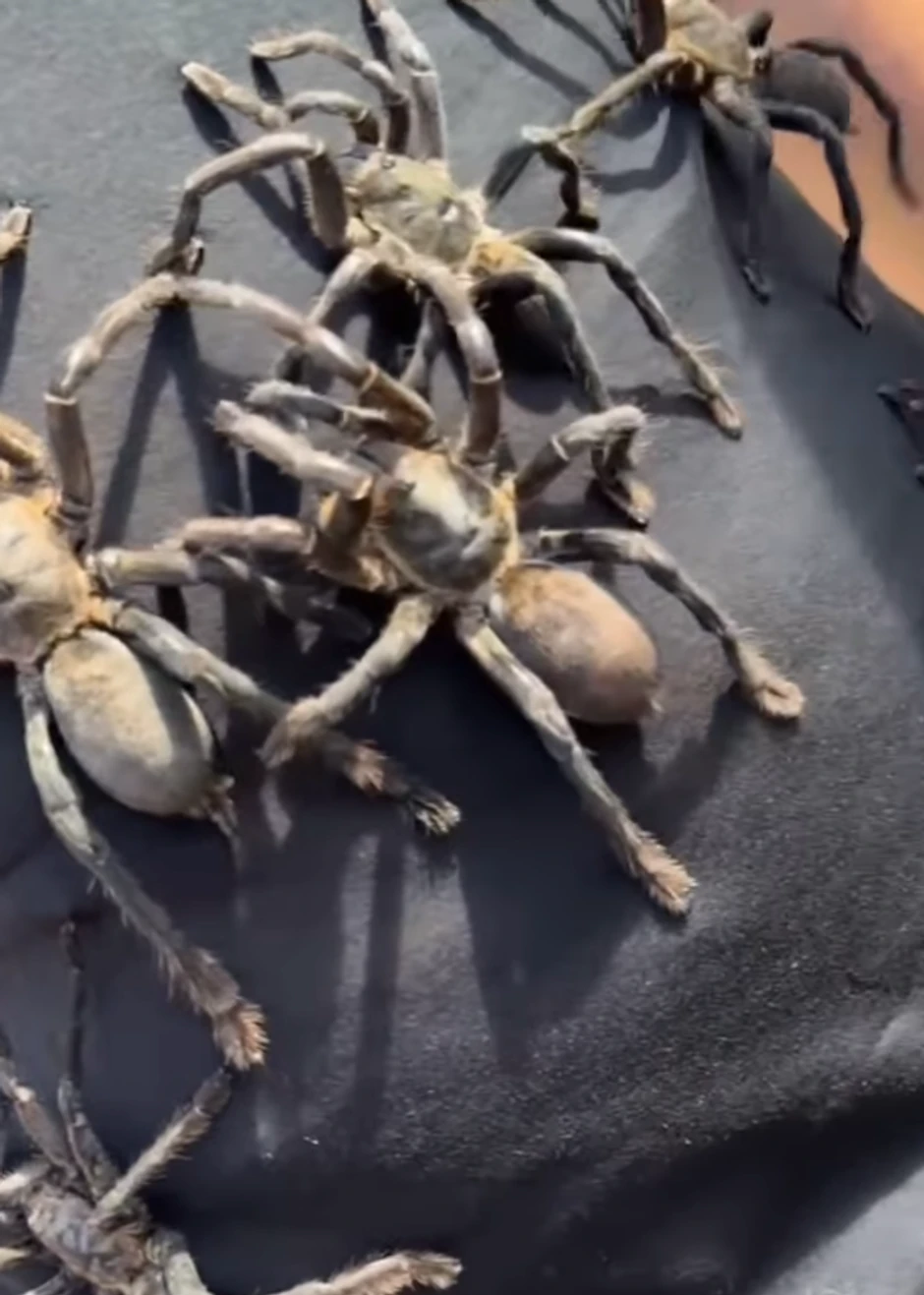 Luka Raco u Kambodži