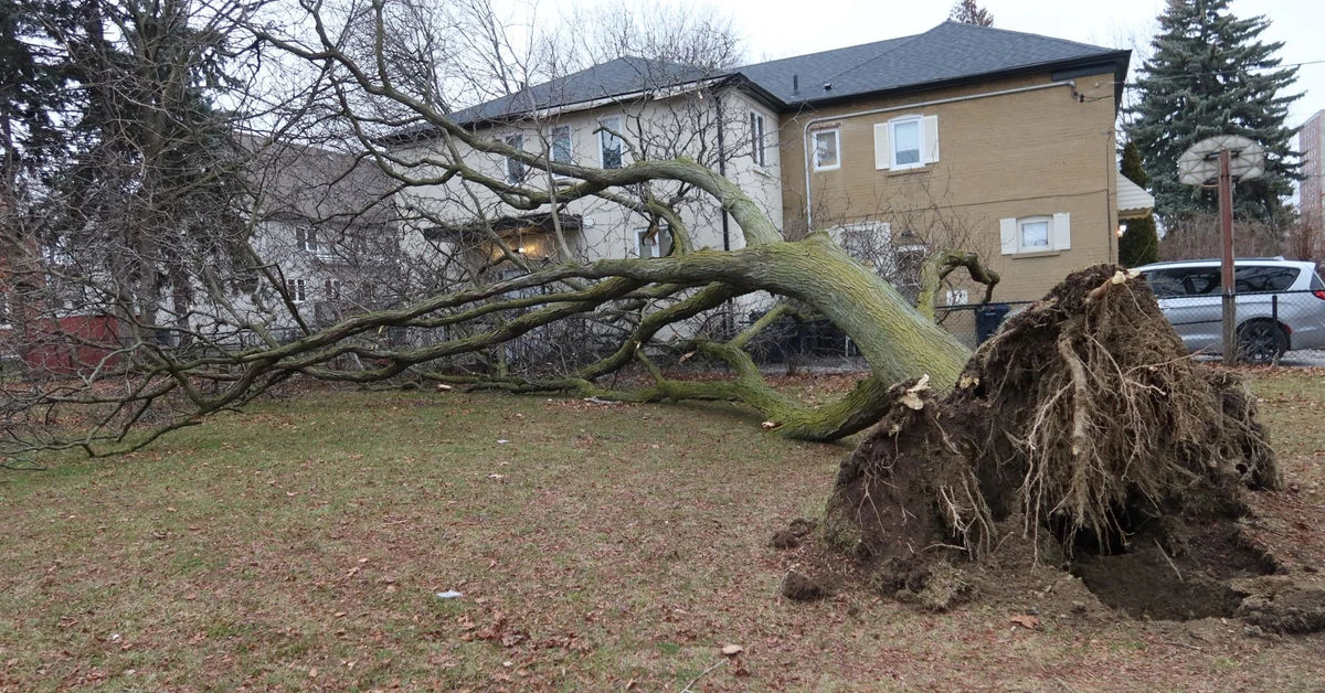 Kiedy sąsiad może żądać usunięcia drzewa? Czy sąsiad może żądać usunięcia drzewa jeżeli jest nad jego działką?