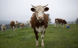 Szwajcarzy w referendum rozstrzygnęli kwestię... obcinania krowich rogów