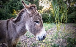 Koniec pewnej epoki. Osiołek, który był pierwowzorem postaci ze "Shreka", odszedł w wieku 30 lat