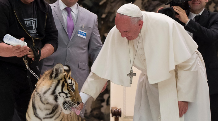 Tigrist simogat a pápa / Fotó: Northfoto