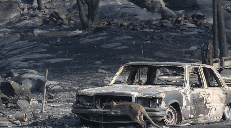 A pusztító lángok elől nemcsak az emberek, hanem az állatok sem tudnak elmenekülni /Fotó: Getty Images