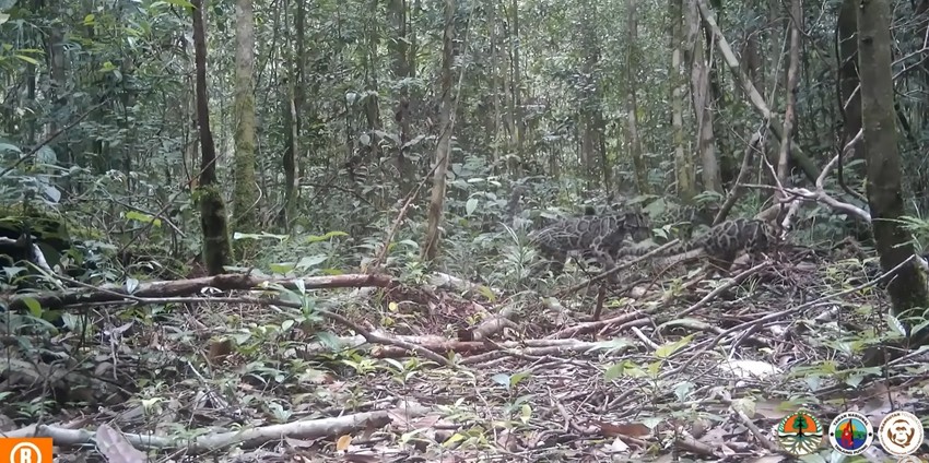 Oblačasti leopard, Borneo