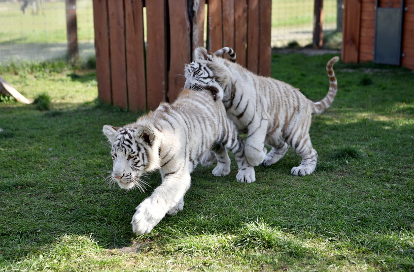 Szczepienie tygrysów w zoo w Borysewie