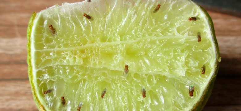 Jak skutecznie pozbyć się muszek owocówek z kuchni? Podpowiadamy