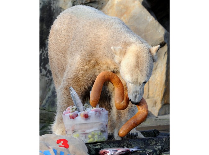 5 grudnia 2009 - Knut świętuje swe trzecie urodziny