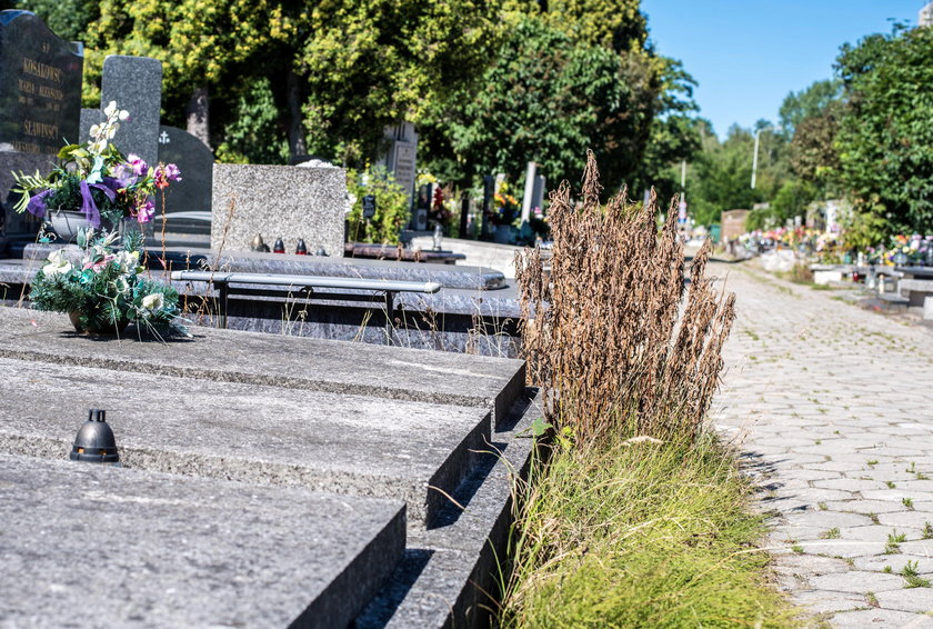 Cmentarz na Mani przy ul. Solec porastają ogromne zarośla