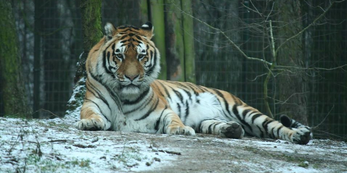 Nie żyje Zeus, tygrys syberyjski z poznańskiego Zoo