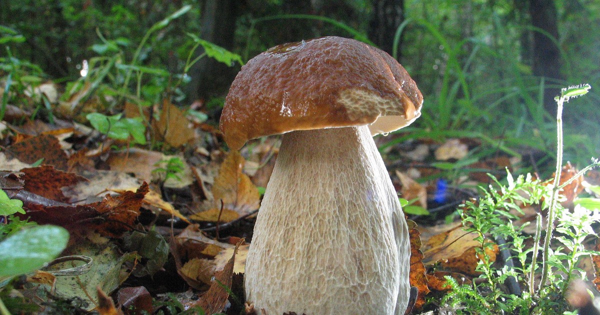 Gdzie są grzyby? Gdzie zbierać grzyby?