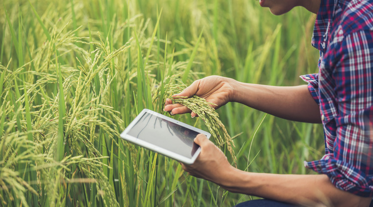  Az Agrárminisztérium a helyzet enyhítéseként és egyik megoldásaként online platformot hozott létre, ahol az élelmiszer alapanyagot előállítókat és termelőket köti össze a potenciális munkavállalóikkal. /Illusztráció: Freepik