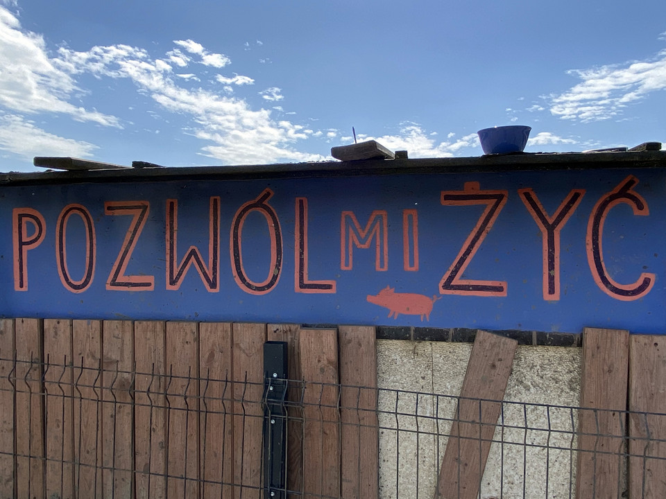 Azyl dla Świń "Chrumkowo", Zajączkowo