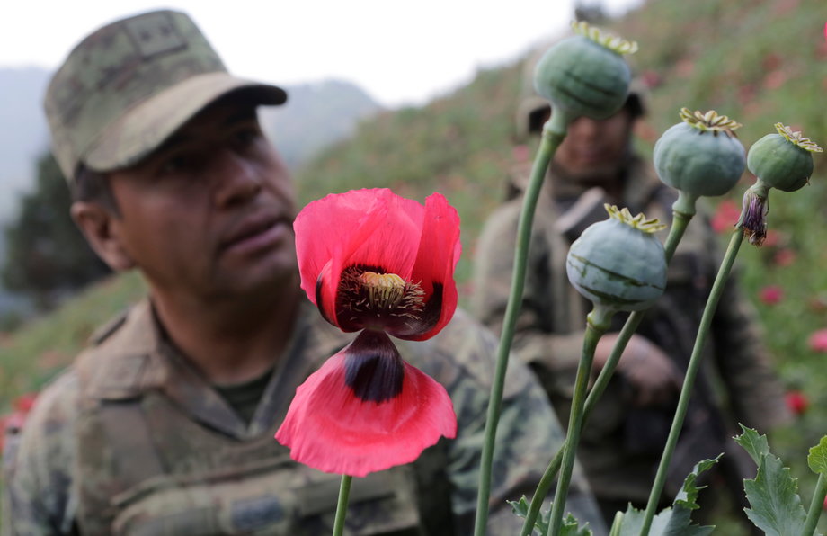 Troops in a poppy field in the municipality of Coyuca de Catalan, in southwest Mexico's Guerrero state.