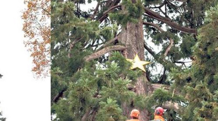 158 éves a legrégebbi köztéri karácsonyfa