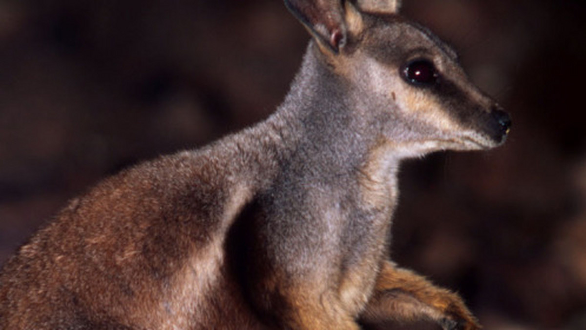 Petrogale lateralis, nazywany też kangurem skalnym czarnonogim, jest jednym z najrzadszych i najbardziej tajemniczych torbaczy. Jego przetrwaniu zagrażają lisy i dzikie koty, drapieżniki sprowadzone do Australii przez europejskich osadników. Organizacja ekologiczna WWF opublikowała unikatowe zdjęcia tego niezwykłego gatunku zrobione ukrytą kamerą.