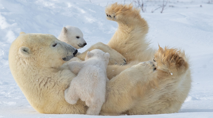Jegesmedve téli álomból ébredve, 2 kölykével, - 40 fokban. Wapusk Nemzeti Park Manitoba Kanada / Fotó: Northfoto