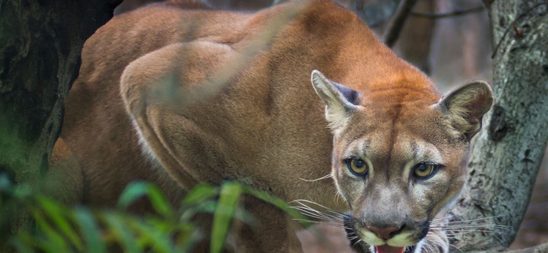 Puma w Śląskiem? Policja sugeruje ostrożność