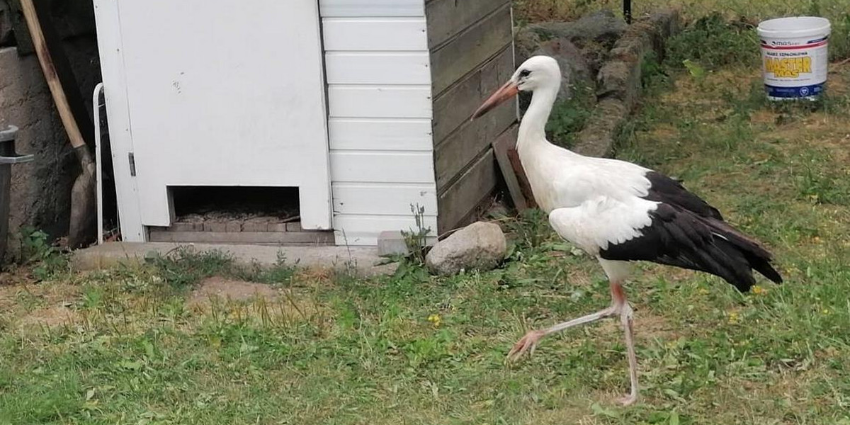 Władze obojętne na los bociana. Wszystko przez pieniądze