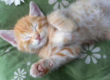 Így értelmezze macskája testbeszédét című cikk nyitóképe