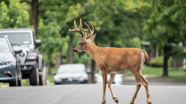 Przejechał jelenia i nagrał to na TikToka. Został oskarżony