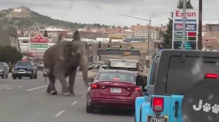 Elszabadult egy elefánt Montanában: hihetetlen felvételek az autók között szlalomozó óriásról / Fotó: Facebook