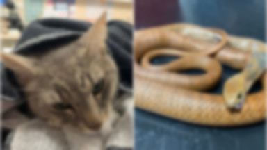 Kot bohater obronił dzieci przed najbardziej jadowitym wężem w Australii