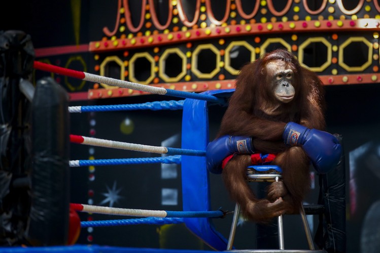 Orangutan w rękawicach bokserskich