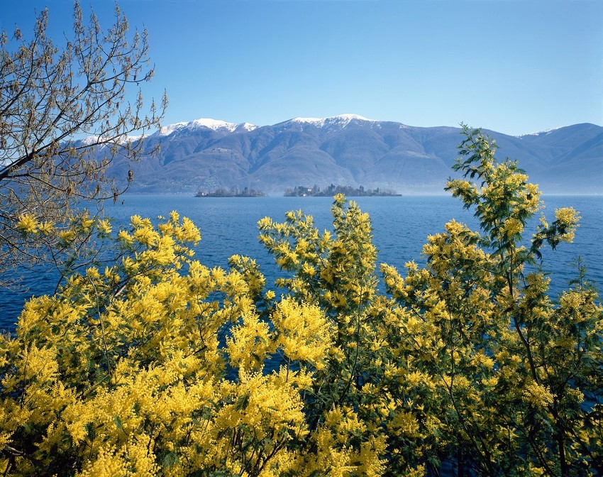 Murve su zaboravljene i nestale, ali se u Herceg Novom obnavljaju zasadi mimoze