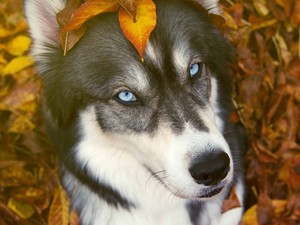 Ennek a kutyának csak a fejéről nem borotválták le a szőrt, és ennél bizarrabb dolgot ma nem látsz