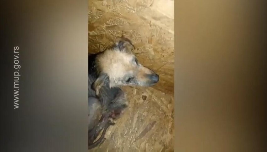 Životinje mučene u prihvatilištu