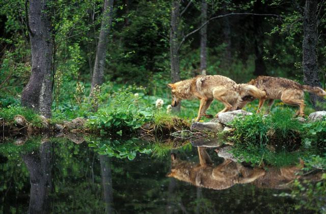 Galeria Słowacja - Wysokie Tatry - dziki świat zastygły w czasie, obrazek 20