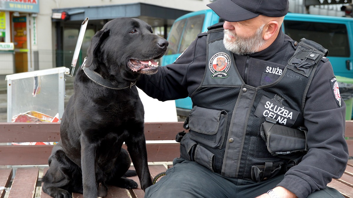 Po dziewięciu latach służby labrador Questo kończy pracę w Izbie Celnej w Przemyślu (Podkarpackie). W czasie swojej służby udaremnił przemyt sześciu milonów sztuk papierosów, zapobiegł stratom budżetu państwa z tytułu akcyzy i podatku VAT na ponad sześć milionów złotych.