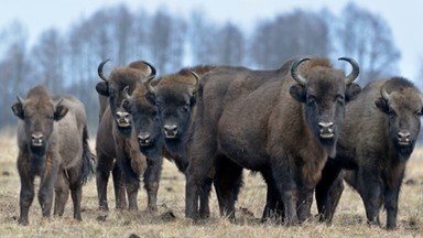 Białowieża: nowoczesny pawilon w rezerwacie żubrów