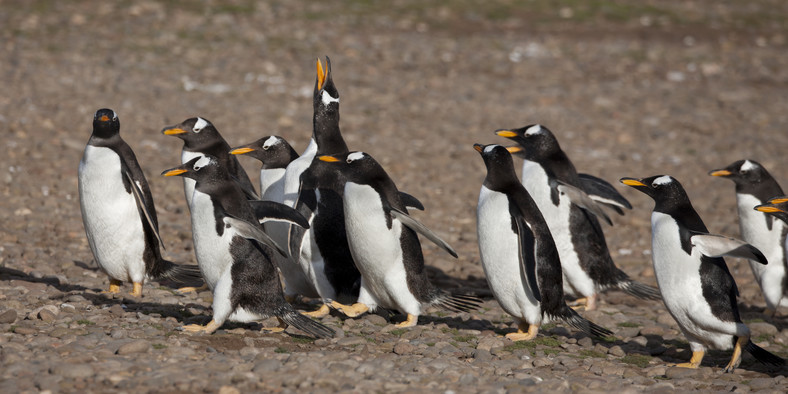 Pingwiny Gentoo (Pygoscelis papua papua) na Steeple Jason Island, Falklandy