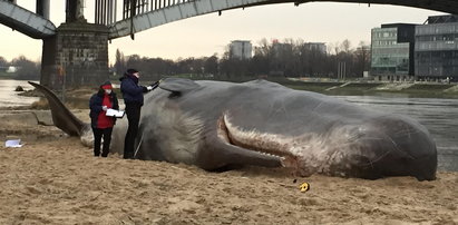 Wieloryb na plaży w Warszawie! To nie żart