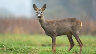 Dobił ranną sarnę młotkiem. Chciał "tylko pomóc", teraz grozi mu więzienie