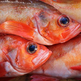 Jak używać ostropest