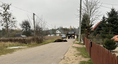 Wojskowa ciężarówka śmiertelnie potrąciła żubra. Pokazali poruszające zdjęcie