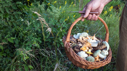 Siedem najzdrowszych polskich grzybów. Działają jak antybiotyki i są kopalnią witamin