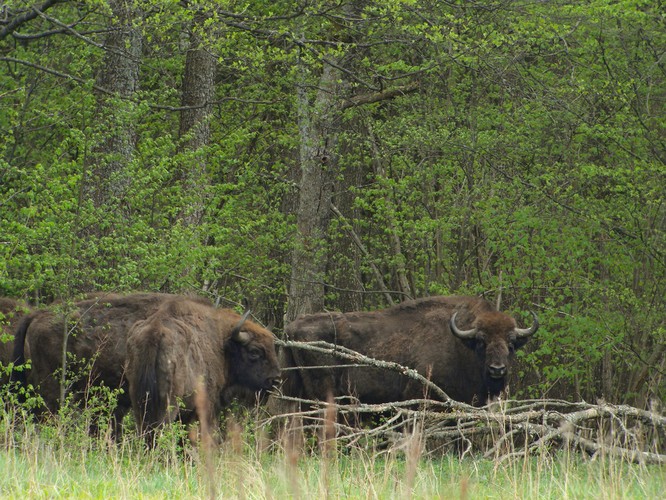 Puszcza Białowieska – położona na ternie Polski i Białorusi przyciąga turystów, którzy chce spotkać żubra w jego naturalnym środowisku. Puszcza Białowieska. Fot.flickr/Frank. Vassen